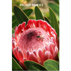 Protea Pink Ice